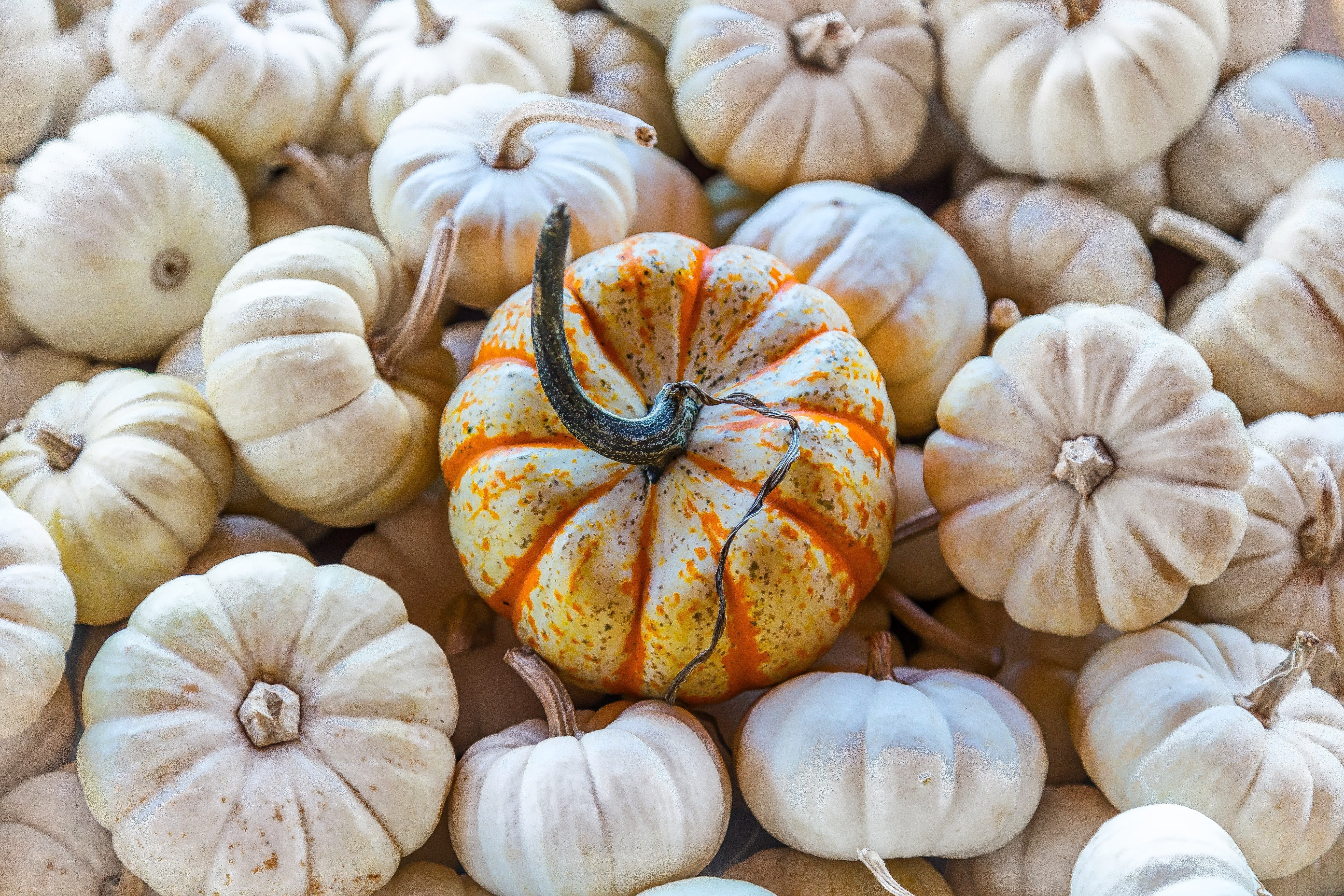 104 Unknown Ingredients of Pumpkin