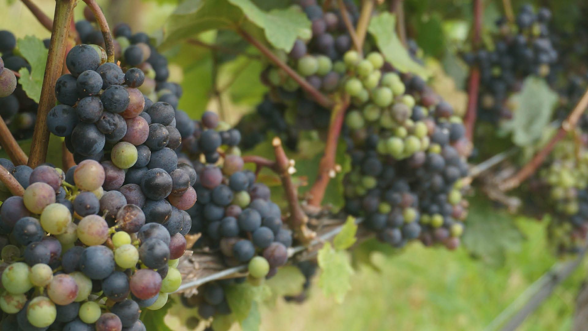 Ingredient Spotlight: Grape Seed Oil