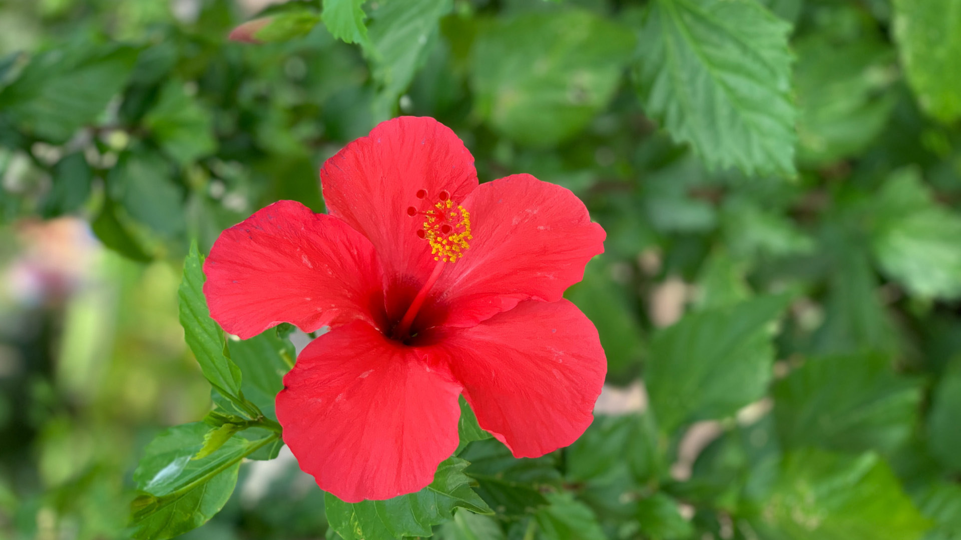 In Bloom Ingredient Spotlight: Hibiscus